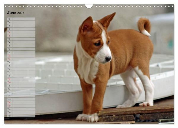 Produktbild: Basenji the African Barkless Dog (Wall Calendar 2027 DIN A3 landscape), CALVENDO 12 Month Wall Calendar
