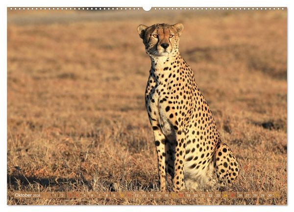Produktbild: Geparden - Begegnungen in Afrika (Wandkalender 2026 DIN A2 quer), CALVENDO Monatskalender