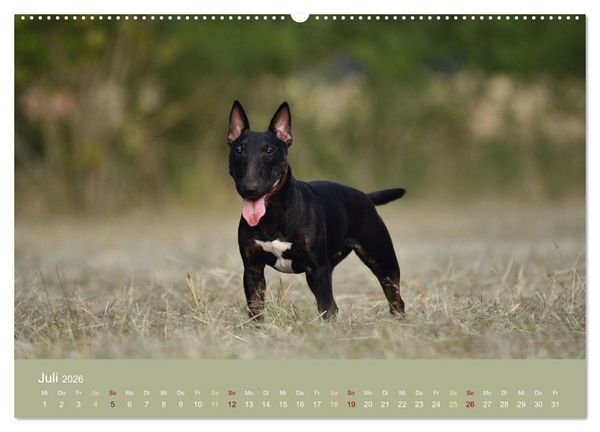 Produktbild: Bullterrier, liebenswerte Sturk&ouml;pfe (hochwertiger Premium Wandkalender 2026 DIN A2 quer), Kunstdruck in Hochglanz