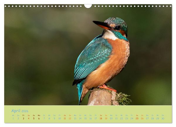 Produktbild: Eisv&ouml;gel, faszinierende kleine Flieger. (Wandkalender 2026 DIN A3 quer), CALVENDO Monatskalender