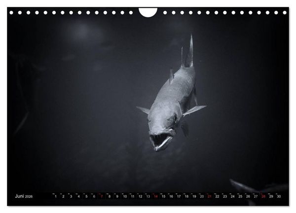 Produktbild: Meerestiere Bilder in Schwarz Weiss (Wandkalender 2026 DIN A4 quer), CALVENDO Monatskalender