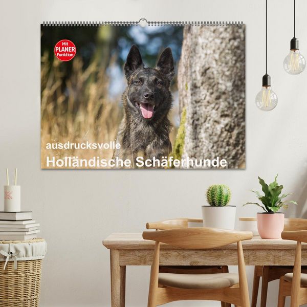 Produktbild: ausdrucksvolle Holl&auml;ndische Sch&auml;ferhunde (Wandkalender 2026 DIN A2 quer), CALVENDO Monatskalender