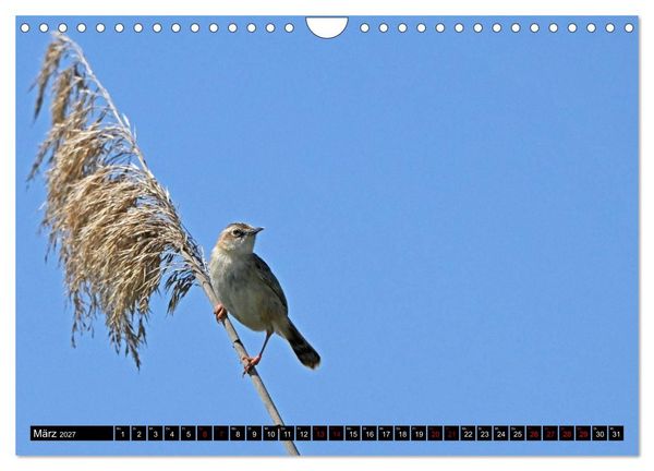 Produktbild: Mallorcas V&ouml;gel (Wandkalender 2027 DIN A4 quer), CALVENDO Monatskalender