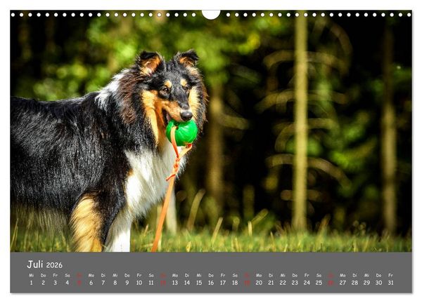 Produktbild: Einmal Collie - immer Collie (Wandkalender 2026 DIN A3 quer), CALVENDO Monatskalender