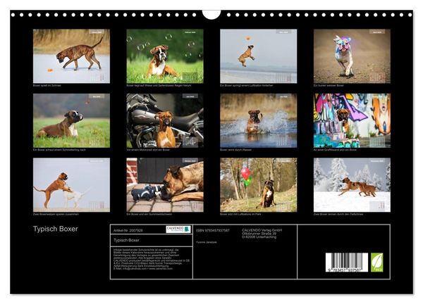 Produktbild: Typisch Boxer (Wandkalender 2026 DIN A3 quer), CALVENDO Monatskalender