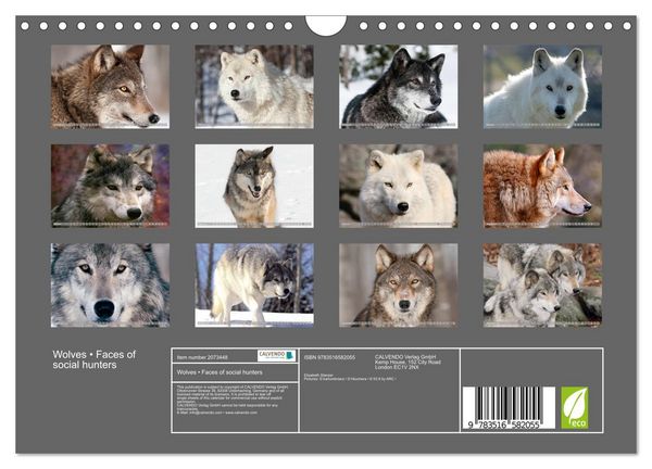Produktbild: Wolves &bull; Faces of social hunters (Wall Calendar 2026 DIN A4 landscape), CALVENDO 12 Month Wall Calendar