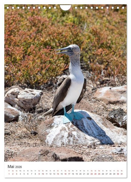 Produktbild: Galapagos - Atemberaubende Tierwelt (Wandkalender 2026 DIN A4 hoch), CALVENDO Monatskalender