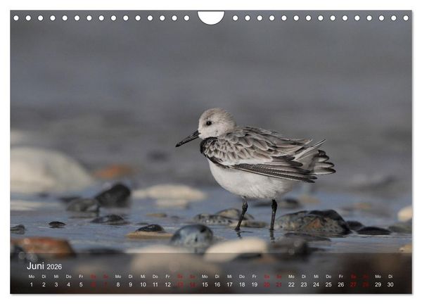 Produktbild: Wilde Vogelwelt Helgoland (Wandkalender 2026 DIN A4 quer), CALVENDO Monatskalender