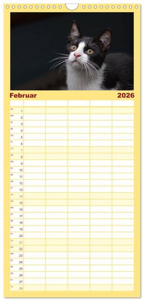 Produktbild: Familienplaner 2026 - Tierschutzkatzen vom TSV-Neuss - Gro&szlig;es Gl&uuml;ck auf sanften Pfoten mit 5 Spalten (Wandkalender, 21 x 45 cm) CALVENDO