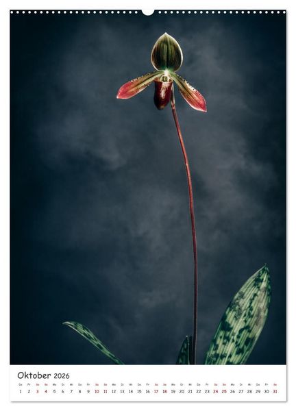 Produktbild: Orchideen Zauber (hochwertiger Premium Wandkalender 2026 DIN A2 hoch), Kunstdruck in Hochglanz