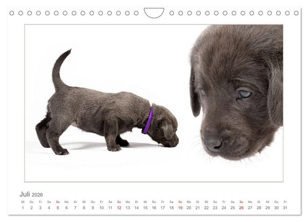 Produktbild: Labradorwelpen - Freunde f&uuml;rs Leben (Wandkalender 2026 DIN A4 quer), CALVENDO Monatskalender
