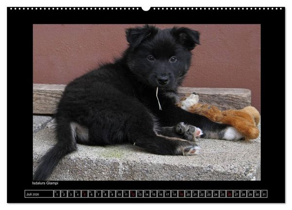 Produktbild: Islandhund - Welpen / CH-Version (hochwertiger Premium Wandkalender 2026 DIN A2 quer), Kunstdruck in Hochglanz