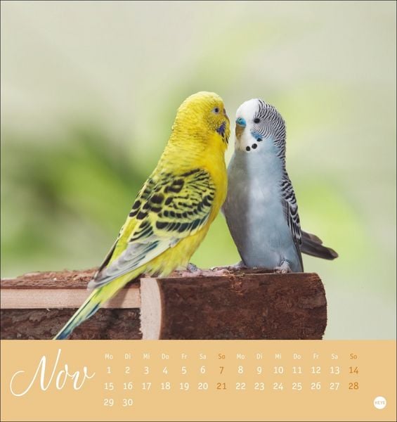 Produktbild: Freche Wellensittiche Postkartenkalender 2027