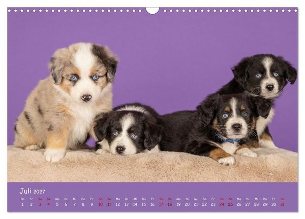 Produktbild: Mini Australian Shepherd, eine ganz besondere Rasse (Wandkalender 2027 DIN A3 quer), CALVENDO Monatskalender