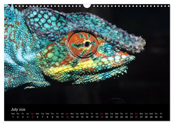 Produktbild: Chameleons Monsters of the African Bush (Wall Calendar 2026 DIN A3 landscape), CALVENDO 12 Month Wall Calendar