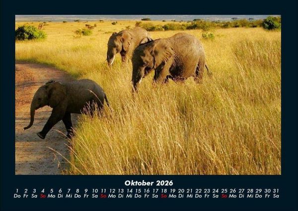 Produktbild: Elefanten 2026 Fotokalender DIN A4