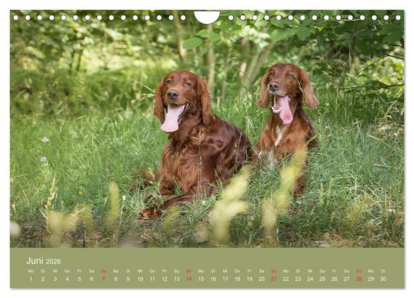 Produktbild: Setter - Geliebter Freund und Jagdkamerad (Wandkalender 2026 DIN A4 quer), CALVENDO Monatskalender