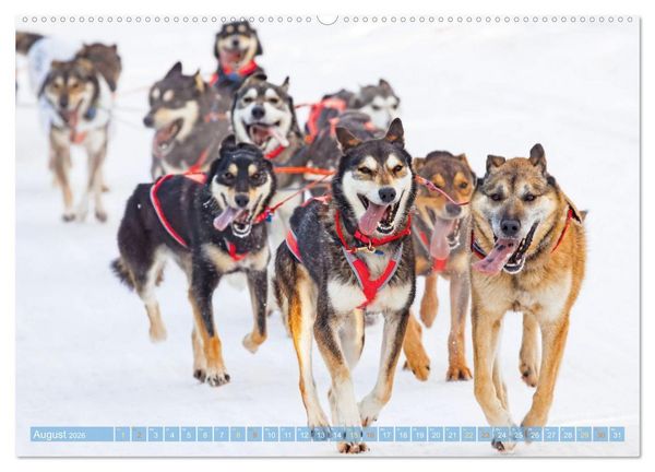 Produktbild: Schlittenhunderennen: Rasantes Schneetreiben (Wandkalender 2026 DIN A2 quer), CALVENDO Monatskalender