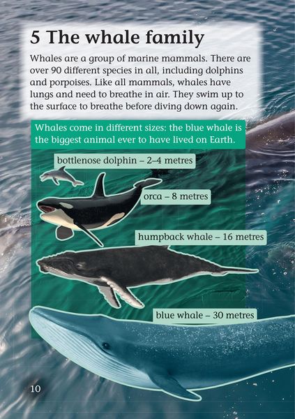 Produktbild: Whale Strandings: A Mystery of Nature