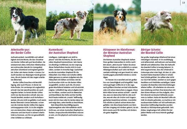 Produktbild: Spiele und Action f&uuml;r ausgeglichene H&uuml;tehunde