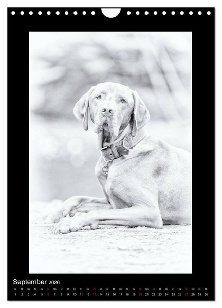 Produktbild: Vizsla-Liebe (Wandkalender 2026 DIN A4 hoch), CALVENDO Monatskalender