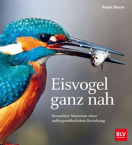 Produktbild: Eisvogel ganz nah