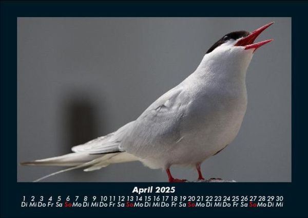Produktbild: Welt der V&ouml;gel 2025 Fotokalender DIN A5
