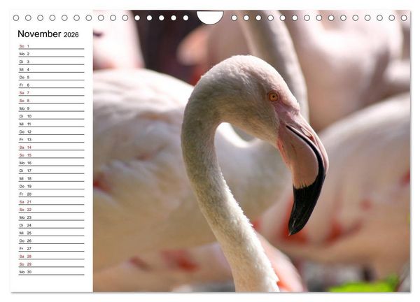 Produktbild: Elegante Flamingo (Wandkalender 2026 DIN A4 quer), CALVENDO Monatskalender