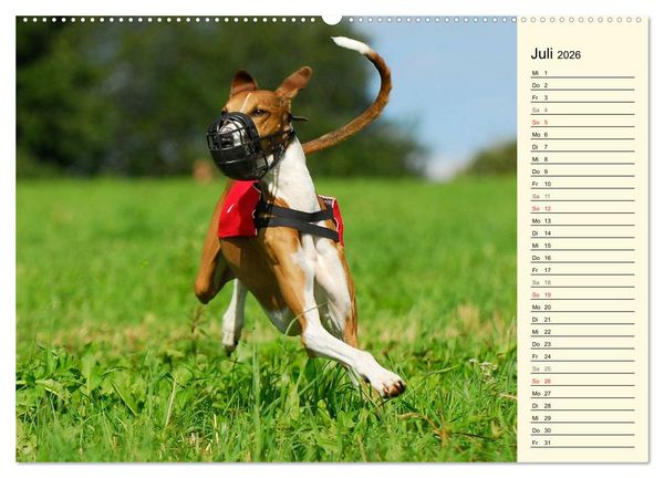 Produktbild: Windhund der W&uuml;ste - Der Azawakh (hochwertiger Premium Wandkalender 2026 DIN A2 quer), Kunstdruck in Hochglanz