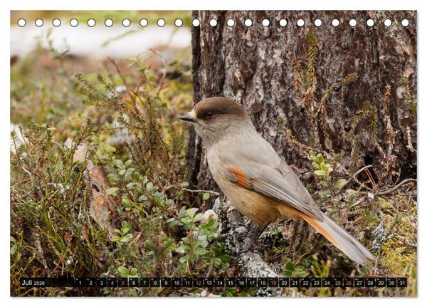 Produktbild: Die grandiose Tierwelt von Finnland (Tischkalender 2026 DIN A5 quer), CALVENDO Monatskalender