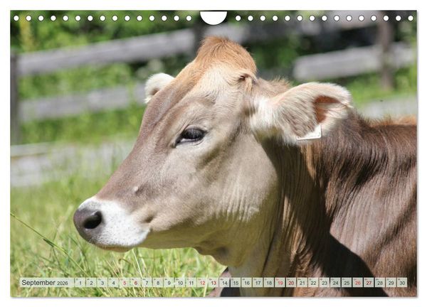 Produktbild: Alpenrinder (Wandkalender 2026 DIN A4 quer), CALVENDO Monatskalender