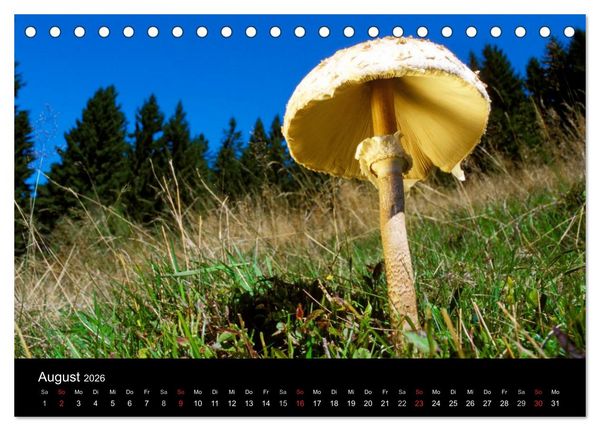 Produktbild: Pilze (Tischkalender 2026 DIN A5 quer), CALVENDO Monatskalender