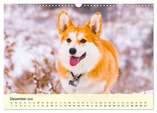 Produktbild: Welsh Corgi. Zauberhafter Dickkopf auf kurzen Beinen (Wandkalender 2026 DIN A3 quer), CALVENDO Monatskalender