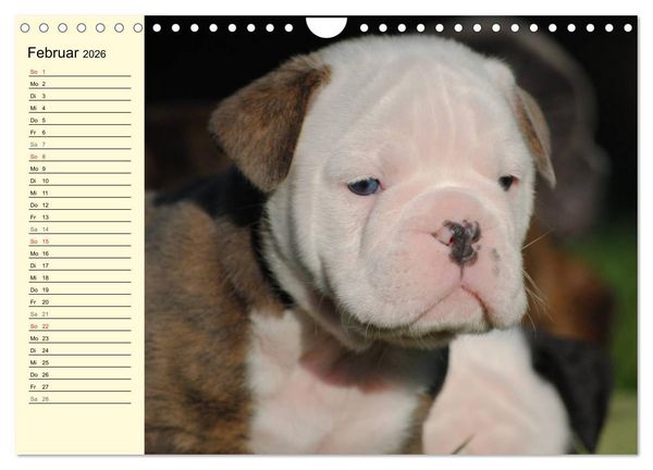 Produktbild: Bulldoggen-Moppelchen (Wandkalender 2026 DIN A4 quer), CALVENDO Monatskalender