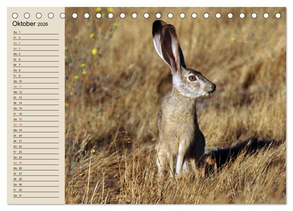 Produktbild: Kaninchen und Hasen (Tischkalender 2026 DIN A5 quer), CALVENDO Monatskalender