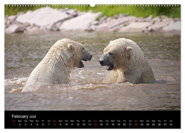 Produktbild: POLAR BEARS - ARCTIC LEGENDS (High Quality Premium Wall Calendar 2026 DIN A2 landscape),CALVENDO 12 Month Wall Calendar