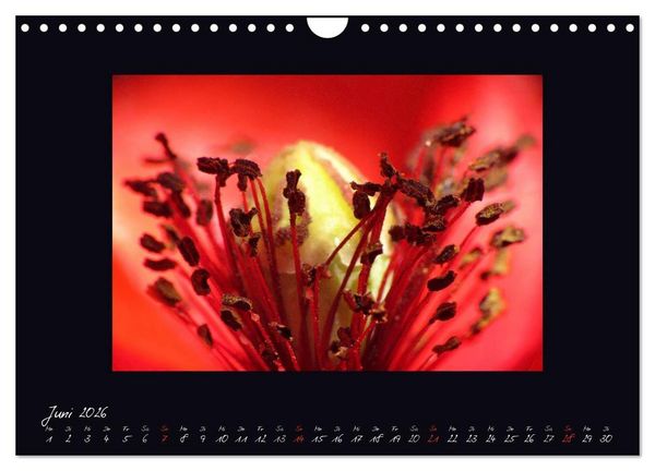 Produktbild: MOHNographie (Wandkalender 2026 DIN A4 quer), CALVENDO Monatskalender