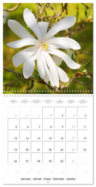 Produktbild: Kruse, G: Floraison des magnolias (Calendrier mural carr&eacute; 20