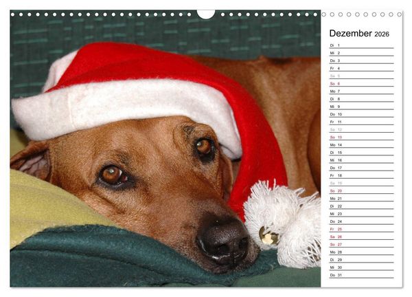 Produktbild: Rhodesian Ridgeback Terminkalender (Wandkalender 2026 DIN A3 quer), CALVENDO Monatskalender