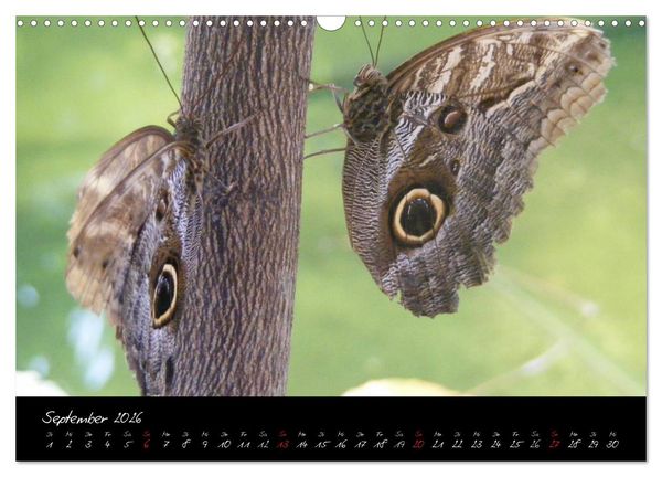 Produktbild: Schmetterlinge (Wandkalender 2026 DIN A3 quer), CALVENDO Monatskalender