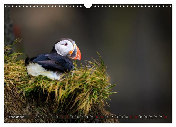 Produktbild: Puffins - Papageientaucher auf Island (Wandkalender 2026 DIN A3 quer), CALVENDO Monatskalender