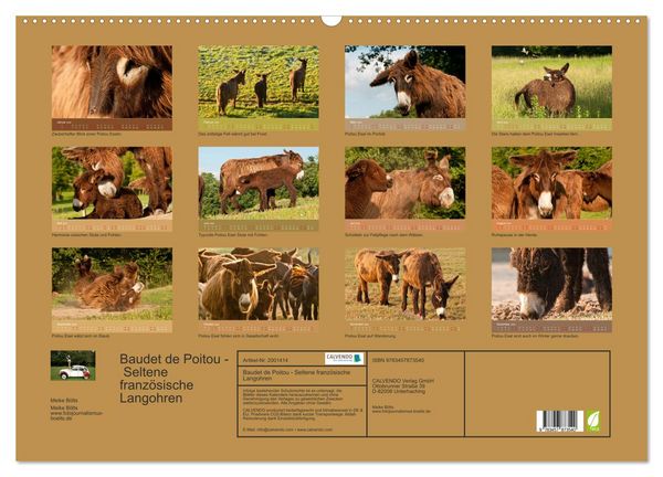 Produktbild: Baudet de Poitou - Seltene franz&ouml;sische Langohren (Wandkalender 2026 DIN A2 quer), CALVENDO Monatskalender