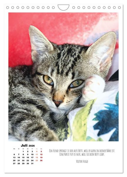 Produktbild: Stubentiger im Portrait (Wandkalender 2026 DIN A4 hoch), CALVENDO Monatskalender