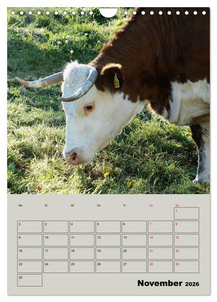 Produktbild: Kuhportraits Hornk&uuml;he (Wandkalender 2026 DIN A4 hoch), CALVENDO Monatskalender