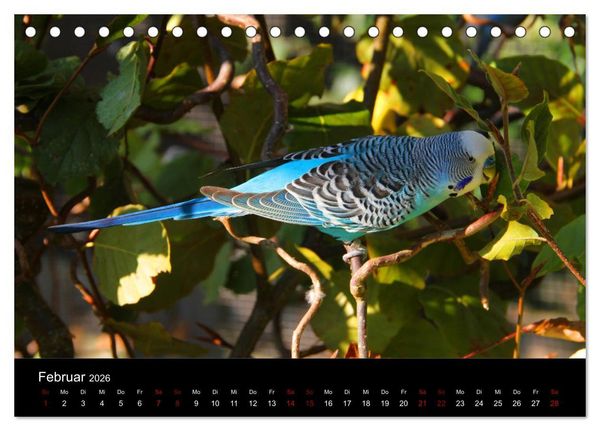 Produktbild: Wellensittichtr&auml;ume - Der neue Wellensittich-Naturkalender (Tischkalender 2026 DIN A5 quer), CALVENDO Monatskalender