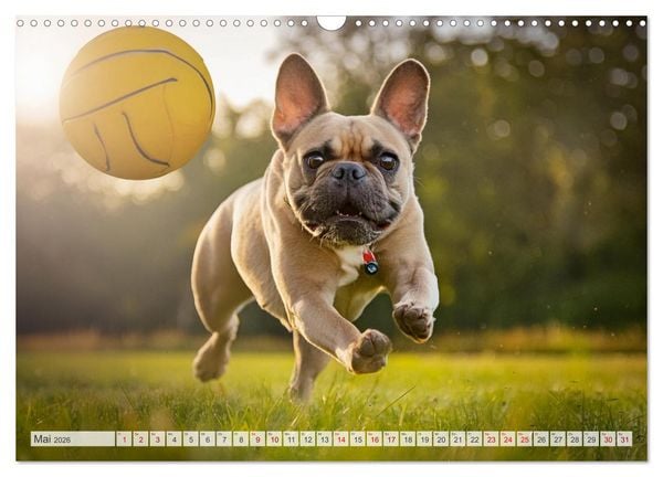 Produktbild: Bullys in Action - Franz&ouml;sische Bulldoggen lieben B&auml;lle (Wandkalender 2026 DIN A3 quer), CALVENDO Monatskalender