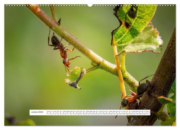 Produktbild: La vie de nos prairies - Le monde des fourmis (Calendrier mural 2026 DIN A2 vertical) calendrier de bureau