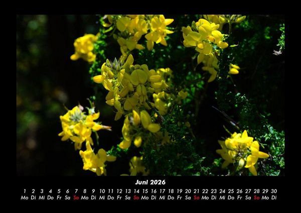 Produktbild: Blumenkalender 2026 Fotokalender DIN A3