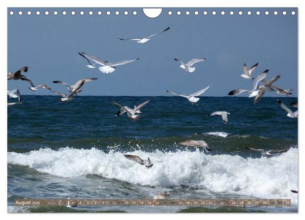 Produktbild: Strandwanderungen auf Texel (Wandkalender 2026 DIN A4 quer), CALVENDO Monatskalender