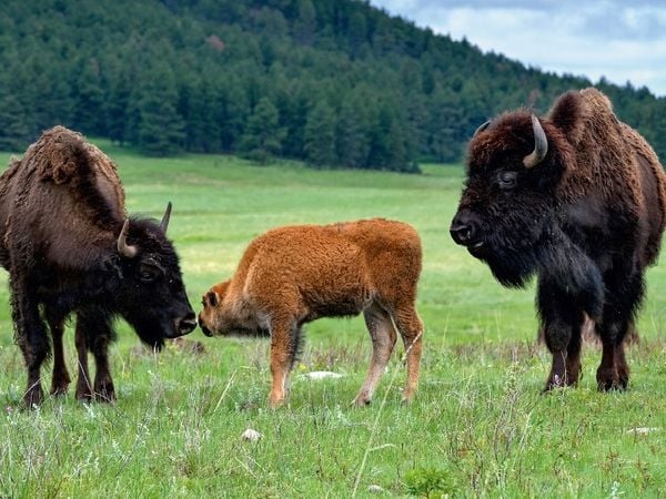 Produktbild: Bison Familie im Custer State Park (Puzzle)